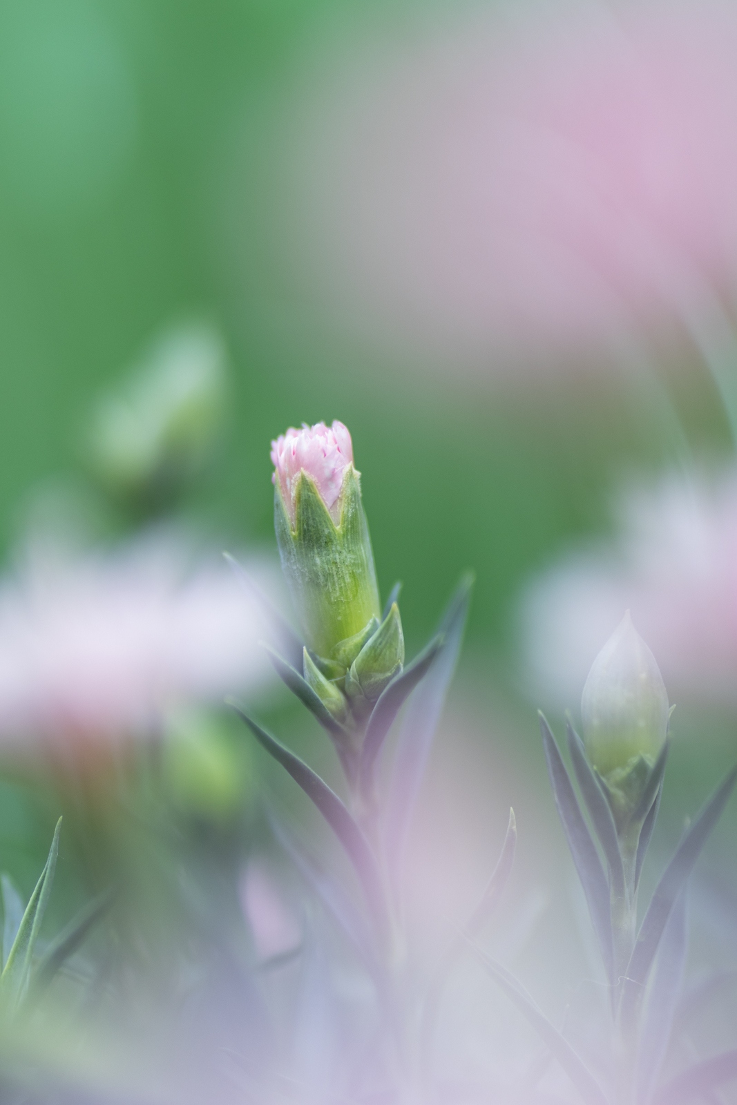 佳能eosr10实拍效果,佳能eosr10怎么样