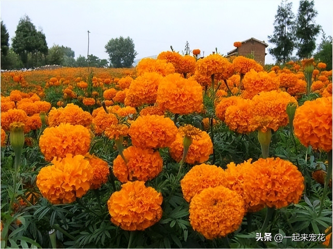 四季室内养什么花最好而且不死,适合家里养的5种花夜里释放氧气