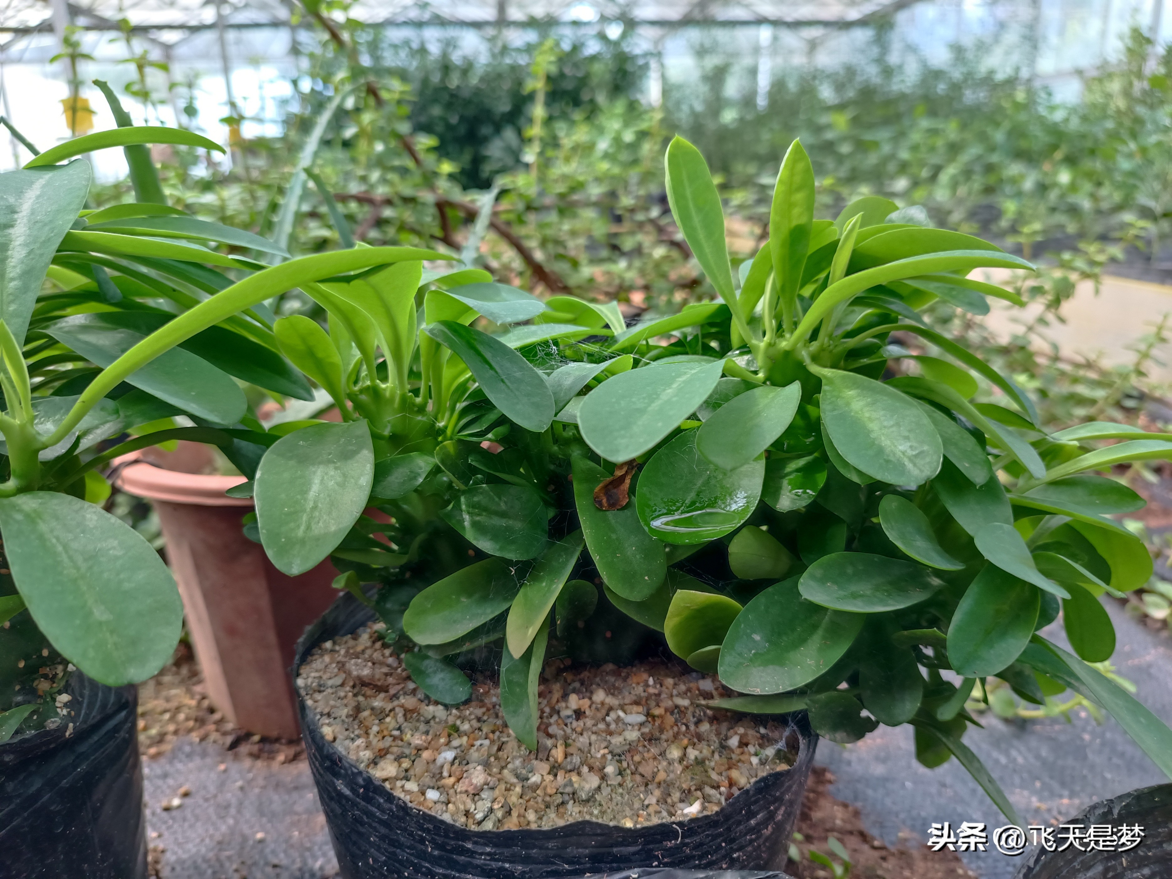 玉麒麟树的养护,玉麒麟好养吗