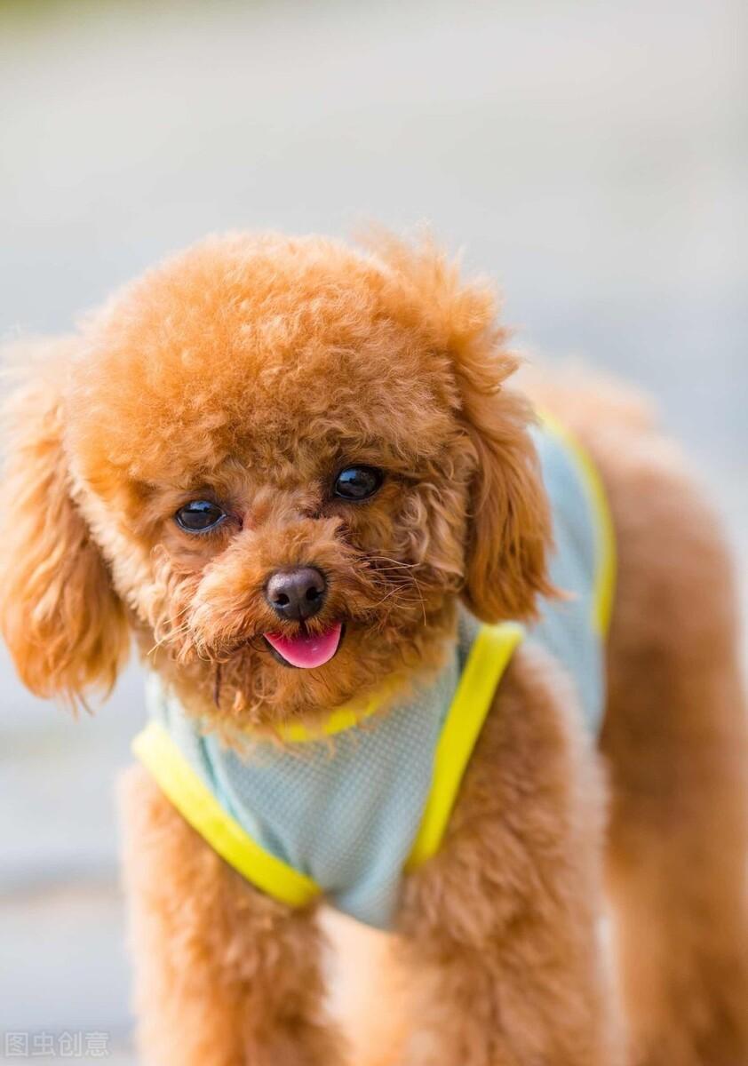 纯种泰迪2个月588贵么,铁包金泰迪是不是纯种泰迪