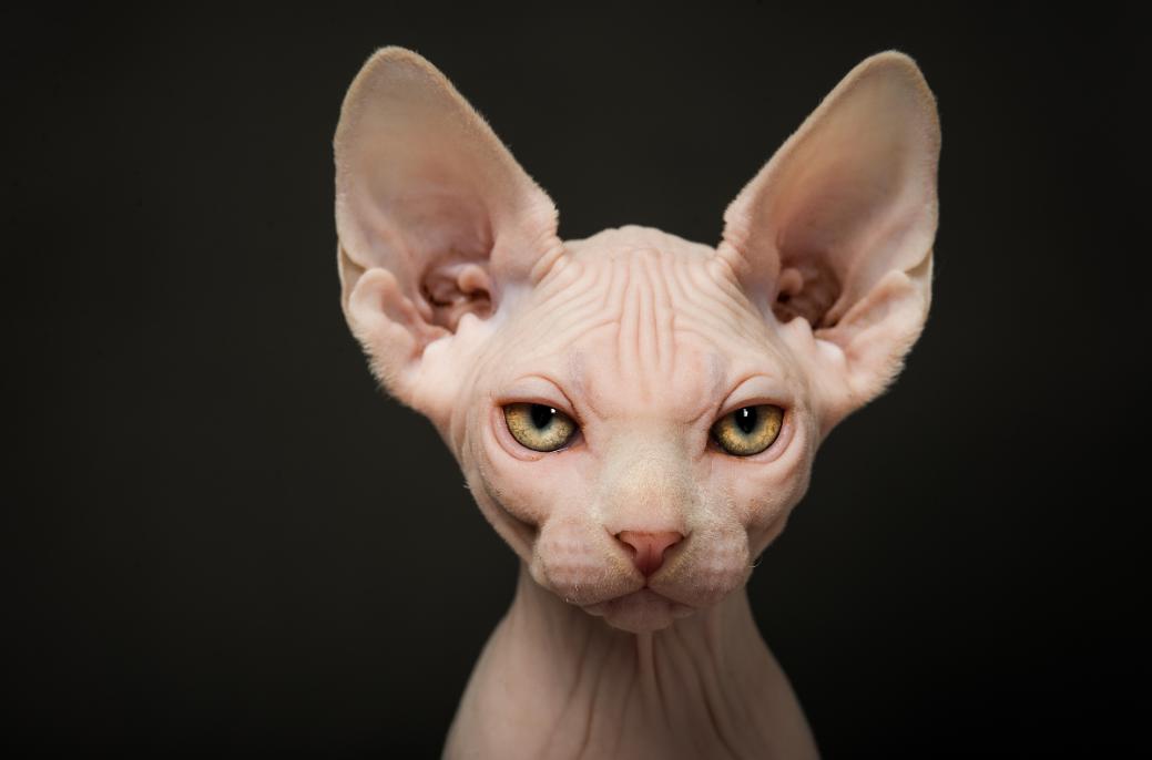 斯芬克斯猫但是身上有短毛,斯芬克斯猫是什么猫繁衍的