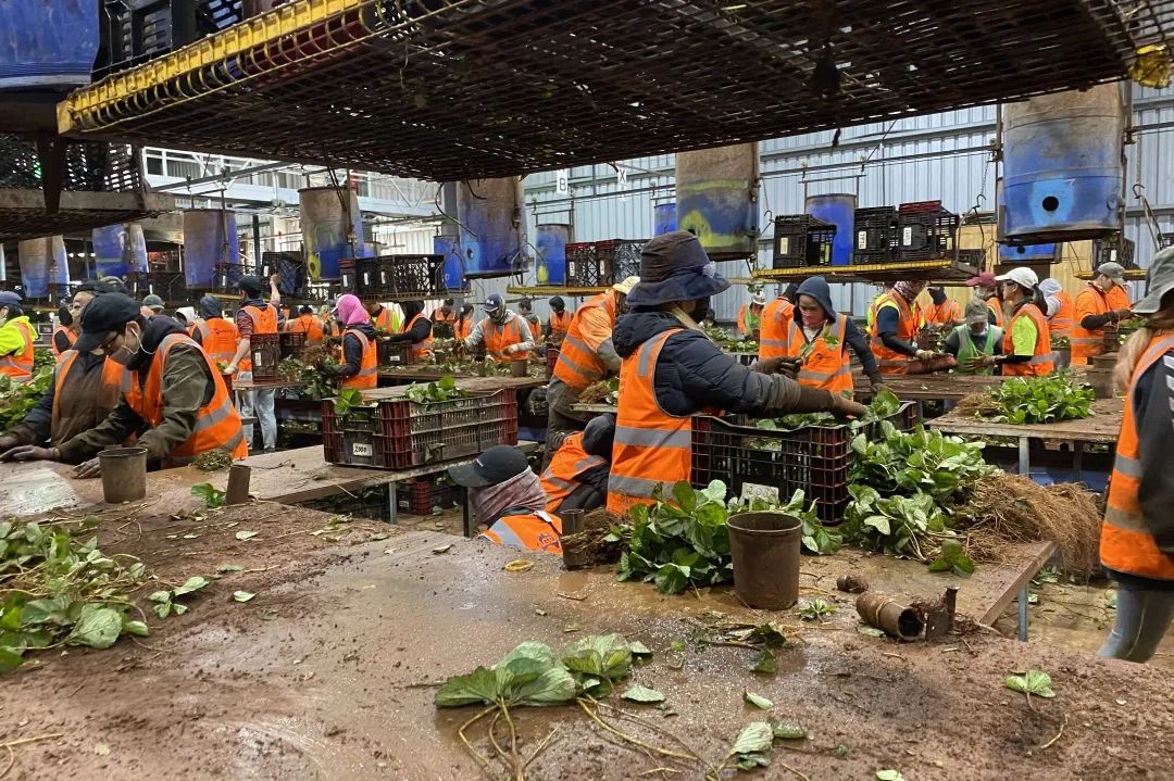 90后大蒜在澳洲：创业失败+意外车祸，出国打工还债，3年赚了70万