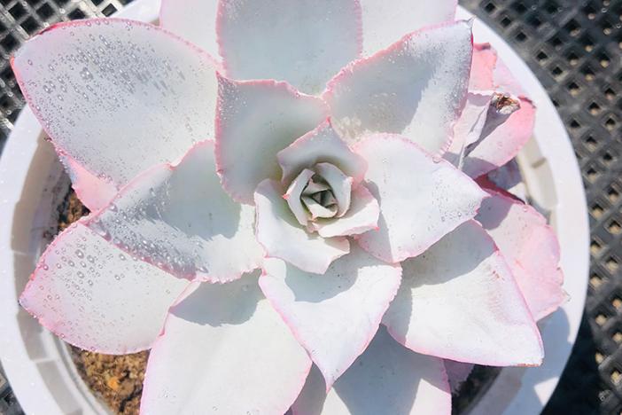 广寒宫简单易学教学,广寒宫摊大饼了怎么办