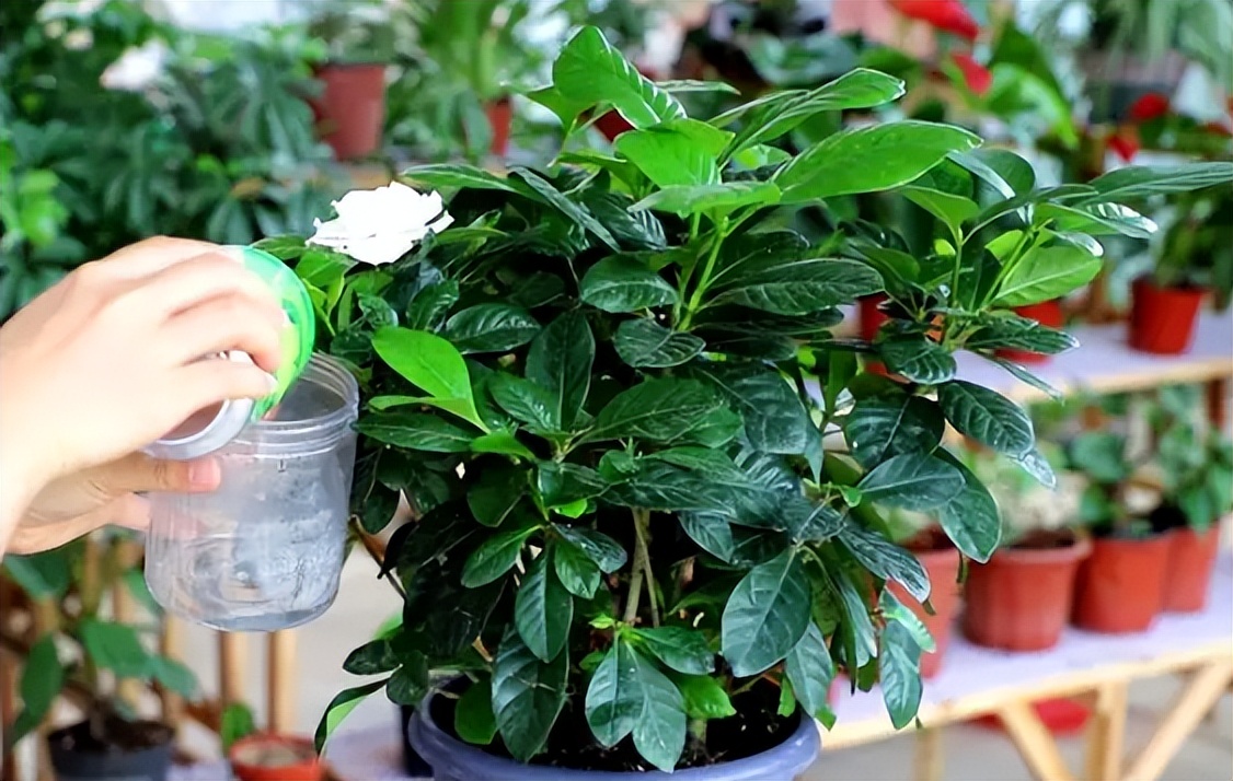 黄叶病如何阻止,黄叶烂根花怎么养最佳图文