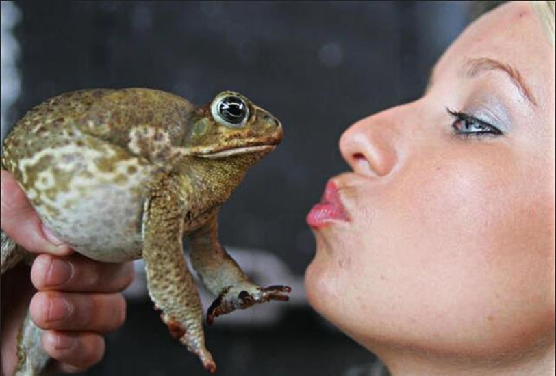 癞蛤蟆的毒有多可怕,癞蛤蟆毒素上瘾