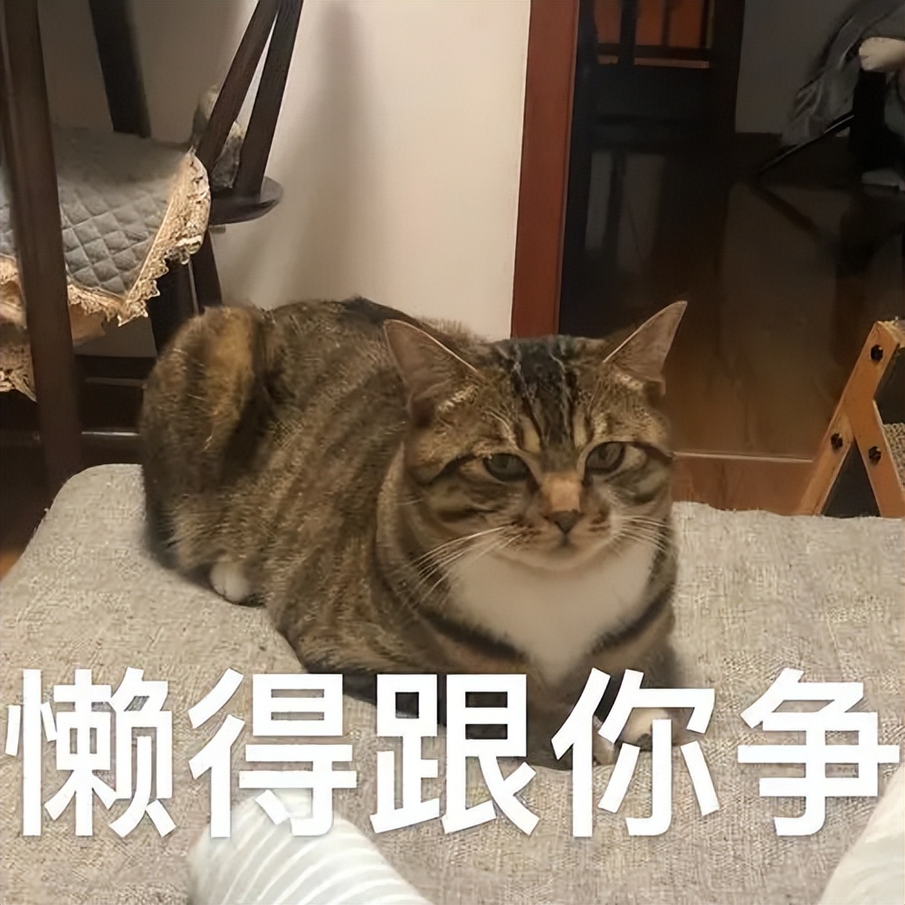 中国狸花猫在国外为什么很贵,为什么狸花猫最便宜