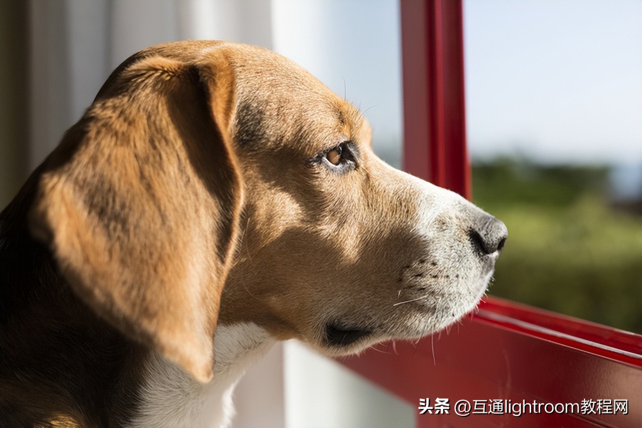 海口宠物肖像摄影,宠物摄影风格应该是怎样