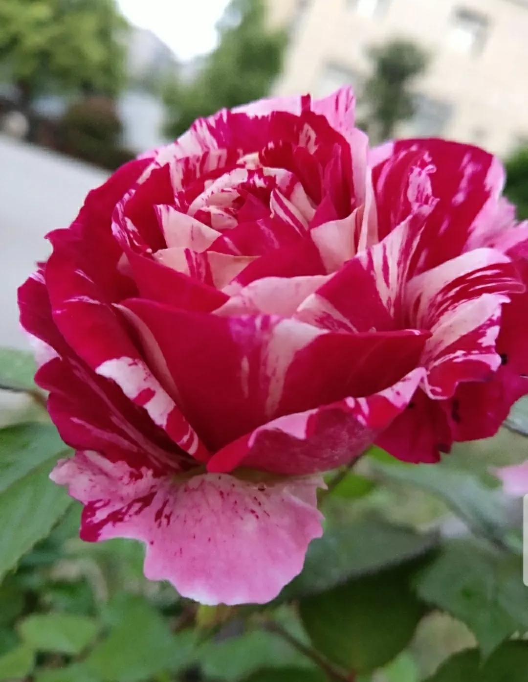 月季蔷薇玫瑰三者的区别图,蔷薇月季玫瑰的区别和联系