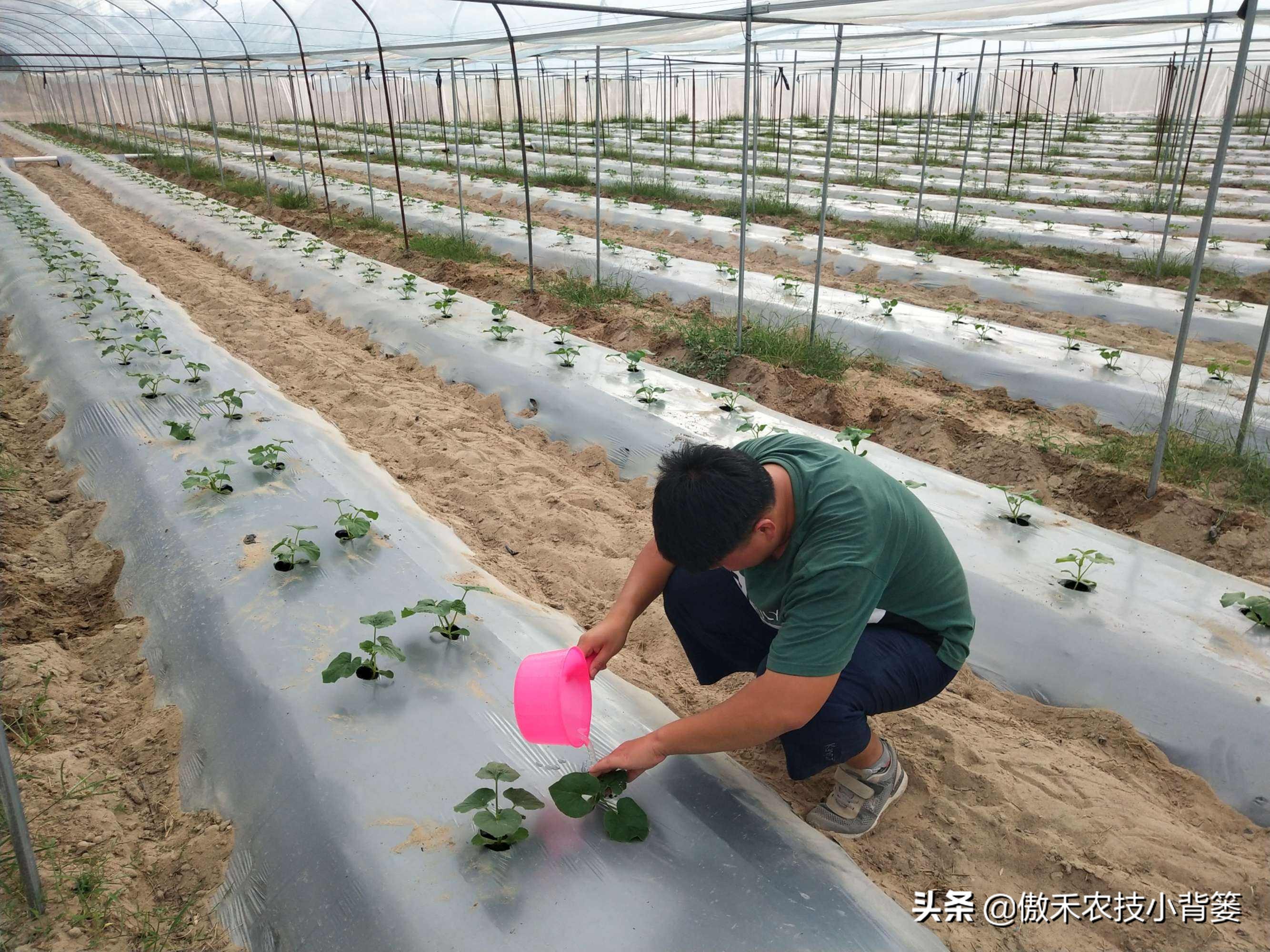 发酵微生物菌剂需要什么原料,微生物菌剂是什么怎么自己制作