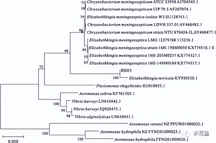 蛙歪头病：黑斑蛙歪头病病原米尔伊丽莎白菌分离、鉴定及特性分析