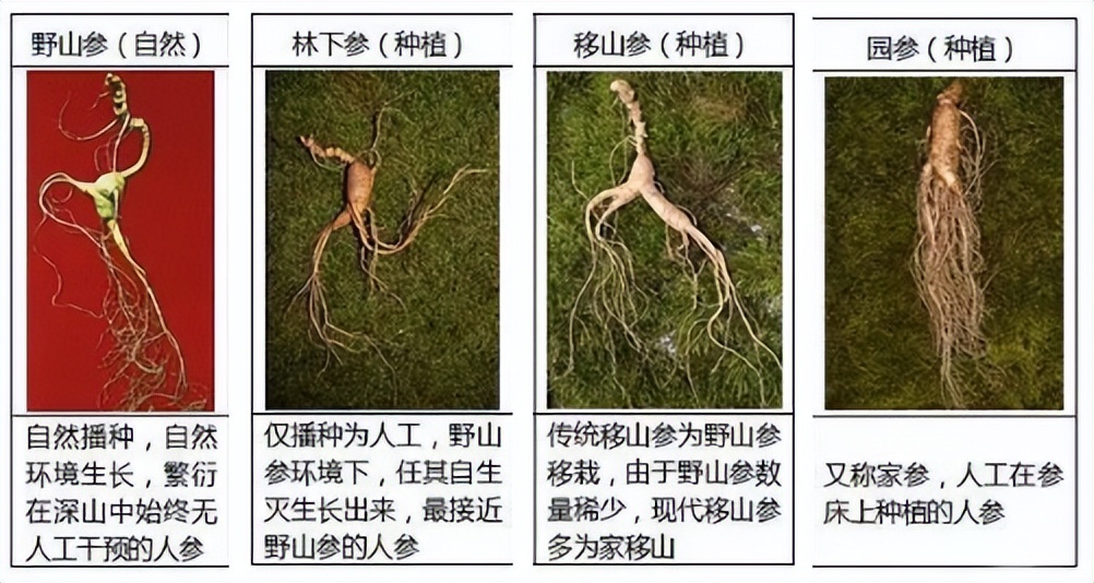 每天学习一味中药,每日认识一味中药药材人参篇