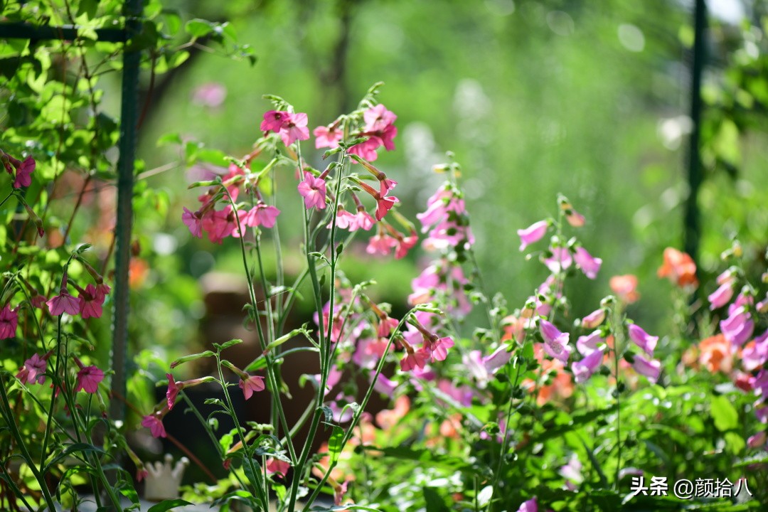 冬天开花的室外花卉盆栽,温室盆栽观花花卉植物