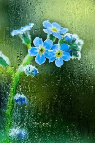 七绝春雨十首,七绝春雨寒烟