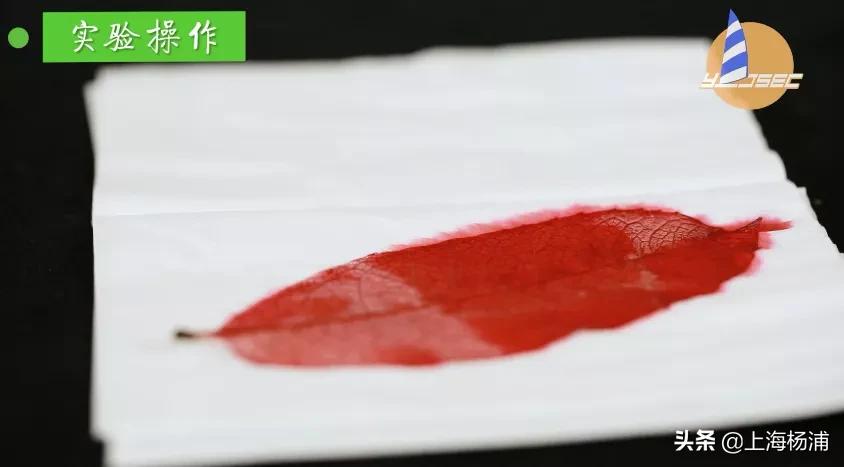 动手做一枚“叶脉书签”吧，好看又实用！【春节宅家手工】