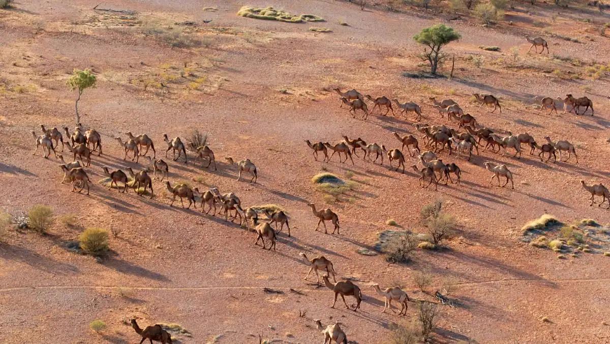 澳大利亚为何消灭骆驼,澳大利亚消灭骆驼纪录片