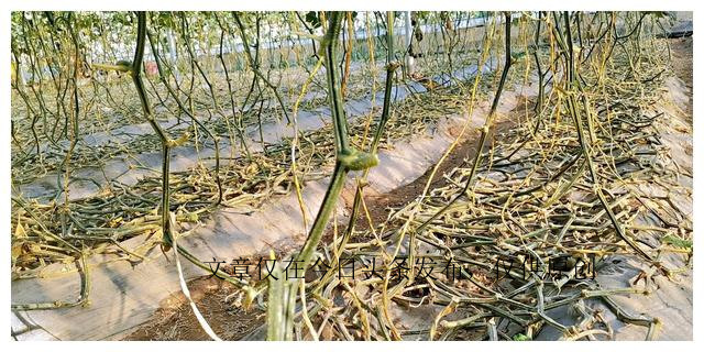 黄瓜出了什么问题,黄瓜应该怎么处理