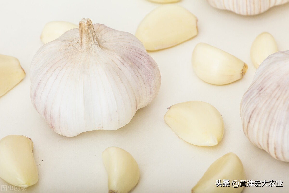 河南早熟蒜一般几月上市,早熟蒜跟晚熟蒜哪个产量高