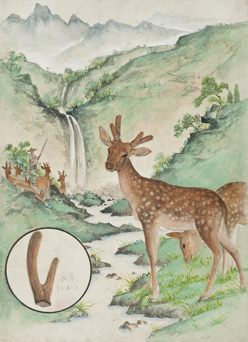 太原市迎泽区：区科技局联合区委宣传部、区科协和迎泽街道共同举办中草药图谱线上展览（动物篇）