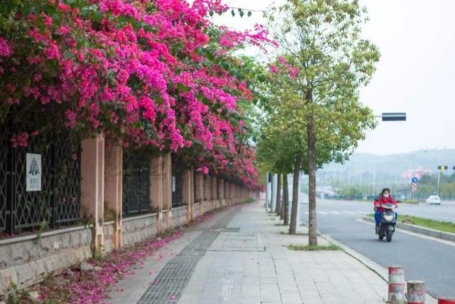 院子里葡萄架越来越少，不是不喜欢，而是这12种藤蔓植物能替代它