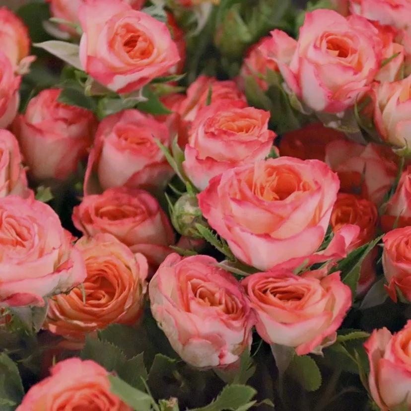 母亲节做活动文案,35句母亲节文案