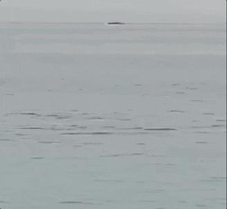 俄罗斯男子在海边被鲨鱼咬死,俄罗斯男子被鲨鱼咬死鲨鱼被捕