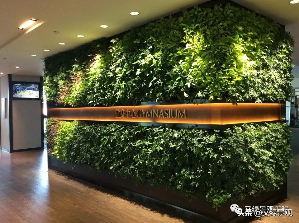 室内植物墙哪些类型植物合适,适合做绿植墙的常绿植物