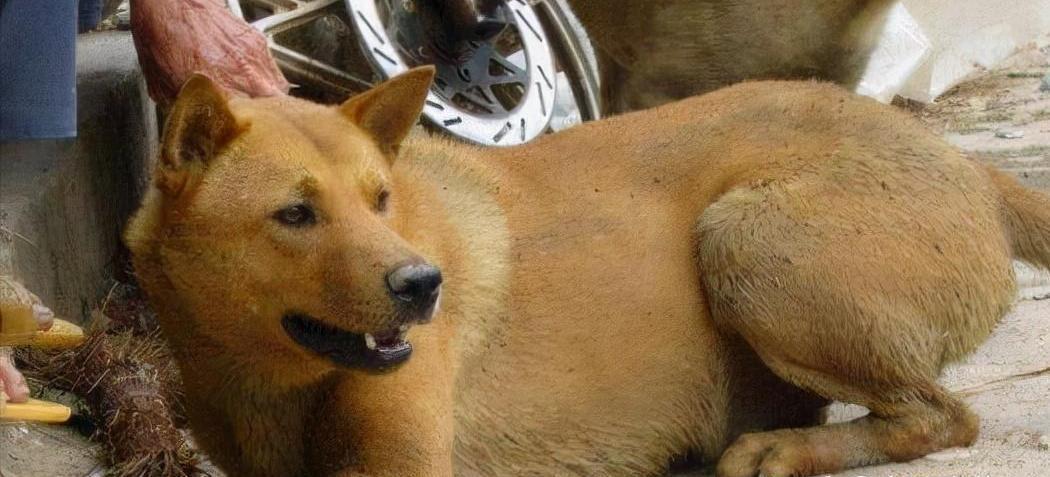 土狗为什么比宠物狗好养,养土狗与养宠物狗有什么区别