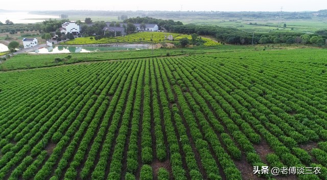 家庭农场和农民合作社有什么区别,农业合作社与家庭农场区别