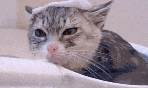 猫咪有跳蚤家里到处都有怎么处理,猫咪有跳蚤怎么解决的