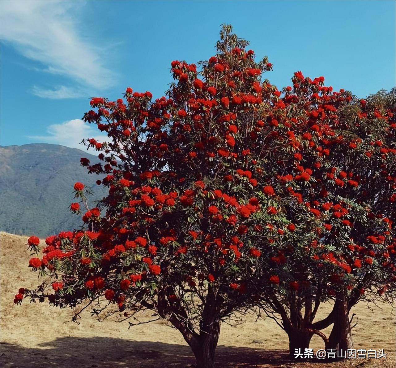 马缨花种子多少钱一斤,马缨杜鹃价值