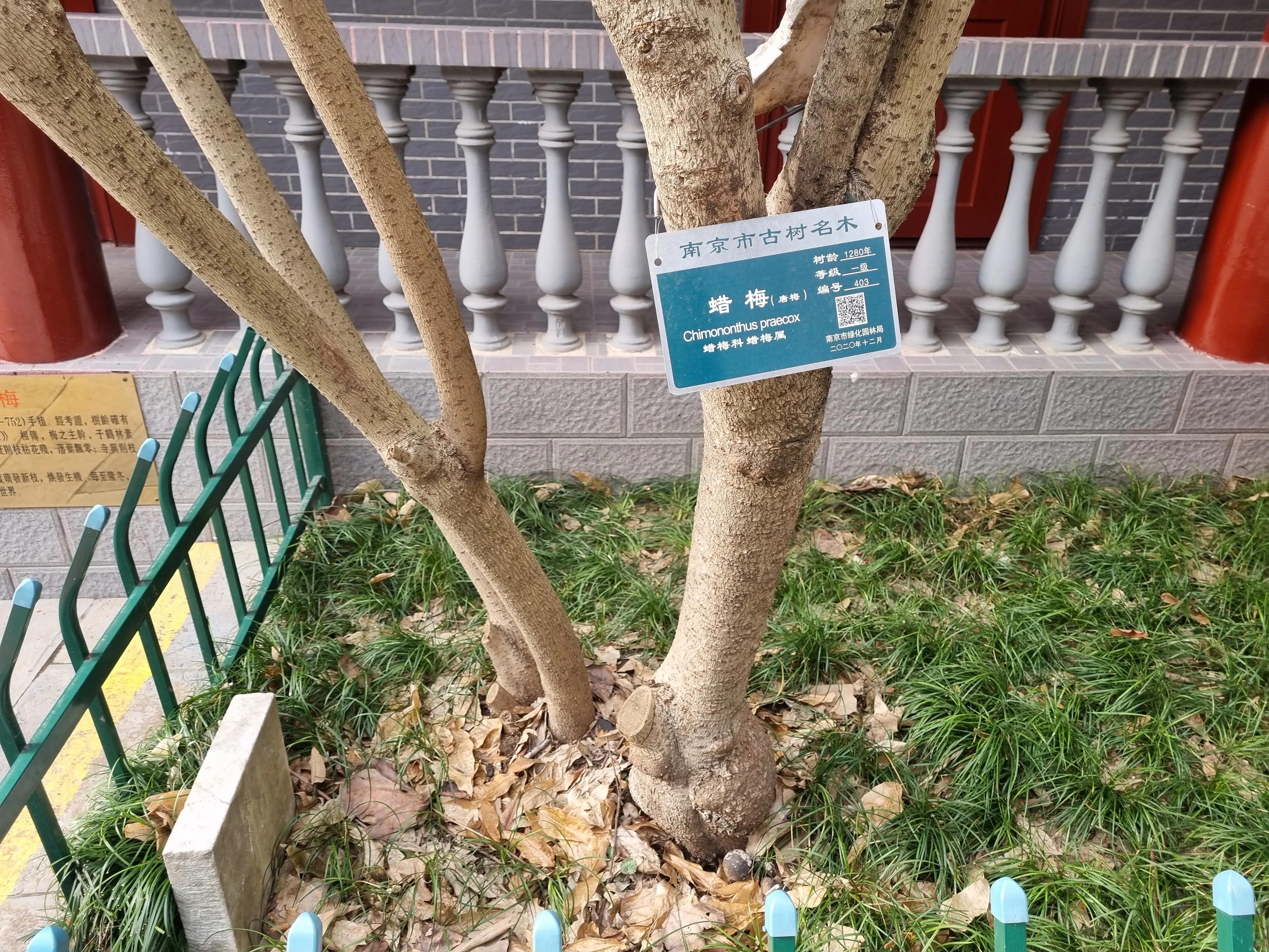 南京龙泉寺。寺里有一棵唐朝的腊梅树。