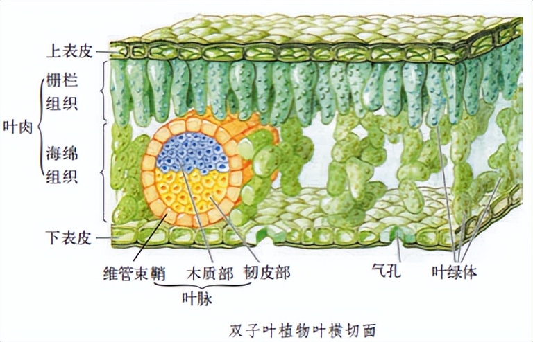 科学知识大全小学生必背,科学知识大全全集