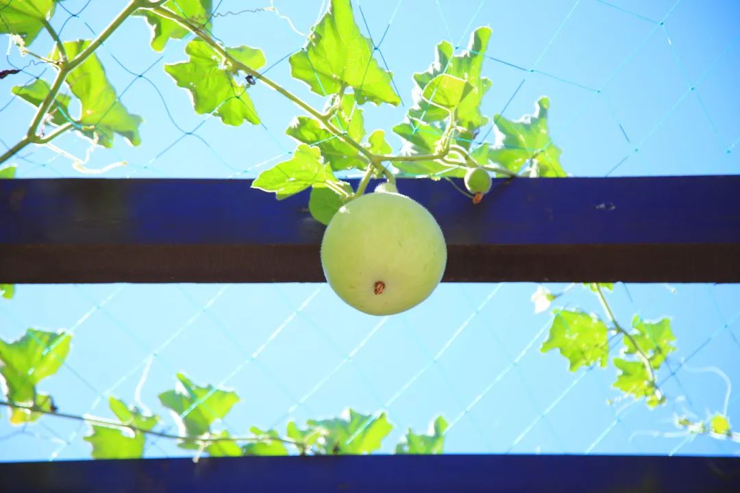 北京周边的向日葵花海,顺义向日葵花海