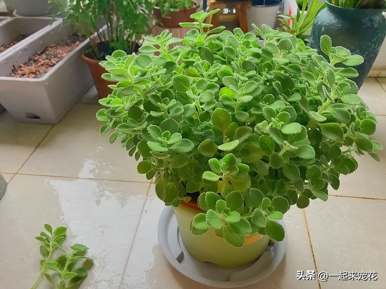 室内适合养的18种花有哪些呢,适合室内养的六种花推荐