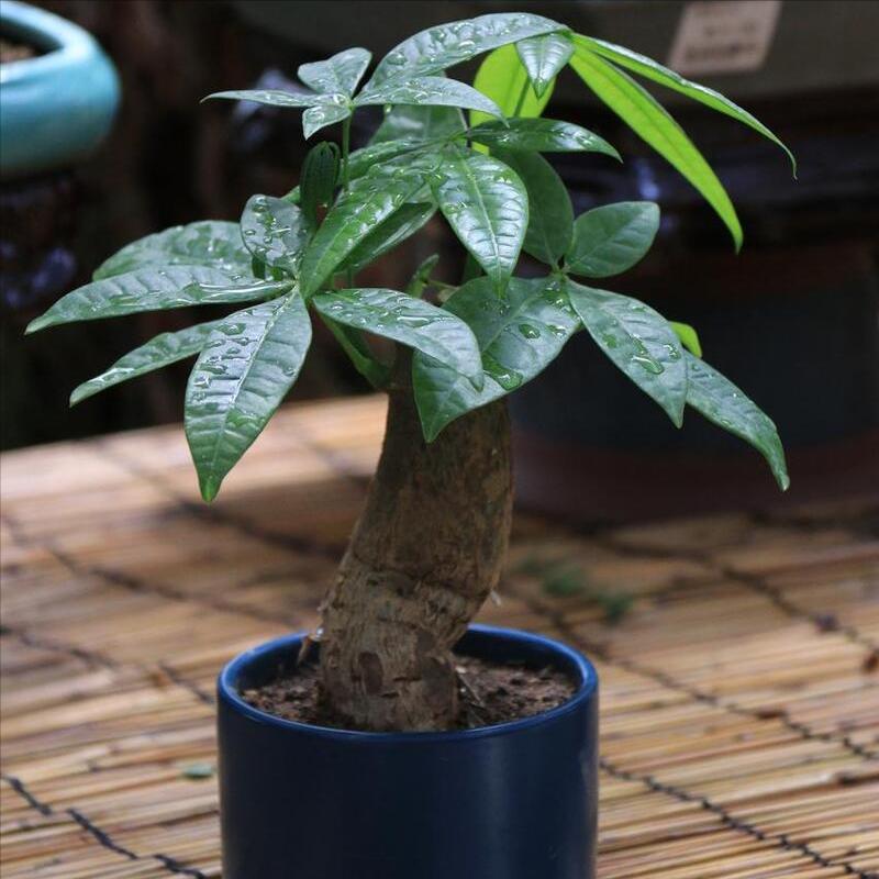 发财树有一点烂根了怎么急救,发财树树干腐烂变软怎么急救