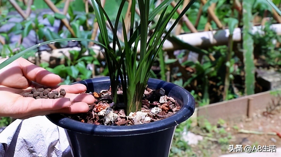 每日一品花草图片,每日一品