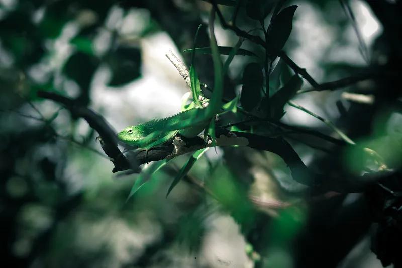 素食宠物食品,素食宠物零食有哪些品种