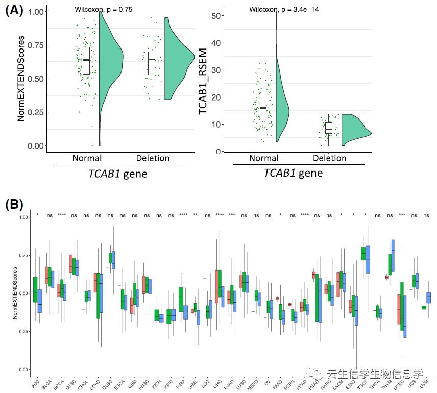端粒和端粒酶与衰老的关系,端粒与端粒酶调控细胞衰老的机制