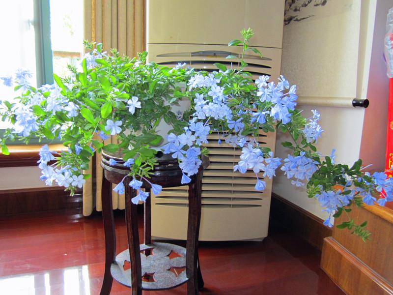 养花什么花是喜酸的,喜酸的花怎么养