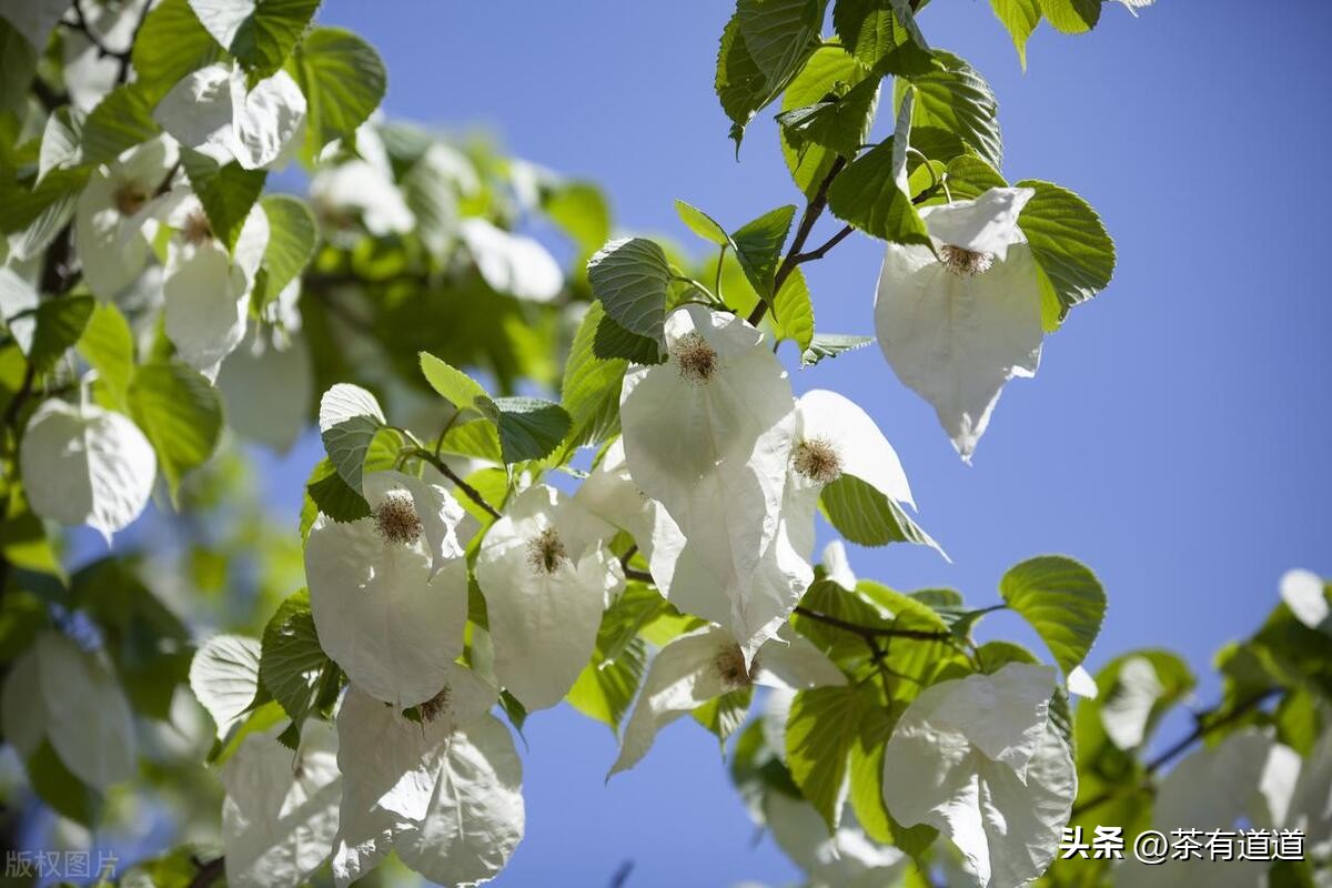 荥经茶马古道徒步线路,雅安荥经茶马古道穿越