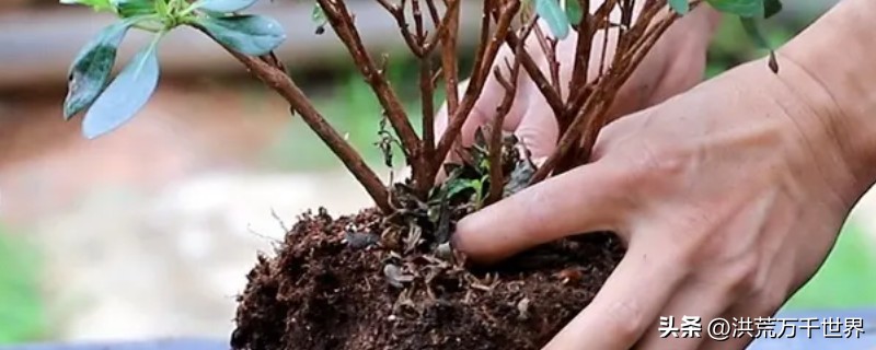 杜鹃花换盆后花蔫了咋补救,杜鹃花突然花全部蔫了是什么原因