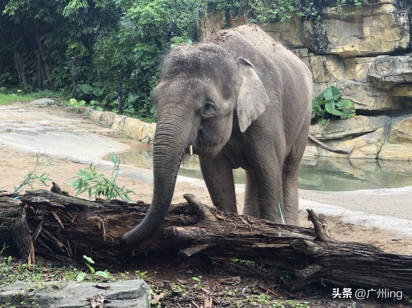 世界大象日了解亚洲象大种群,大象培育巨象
