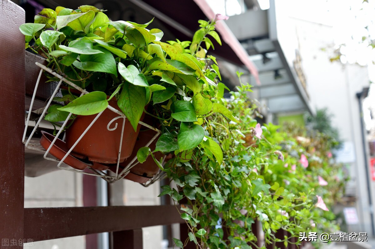 养花增加桃花运吗,养花增添乐趣