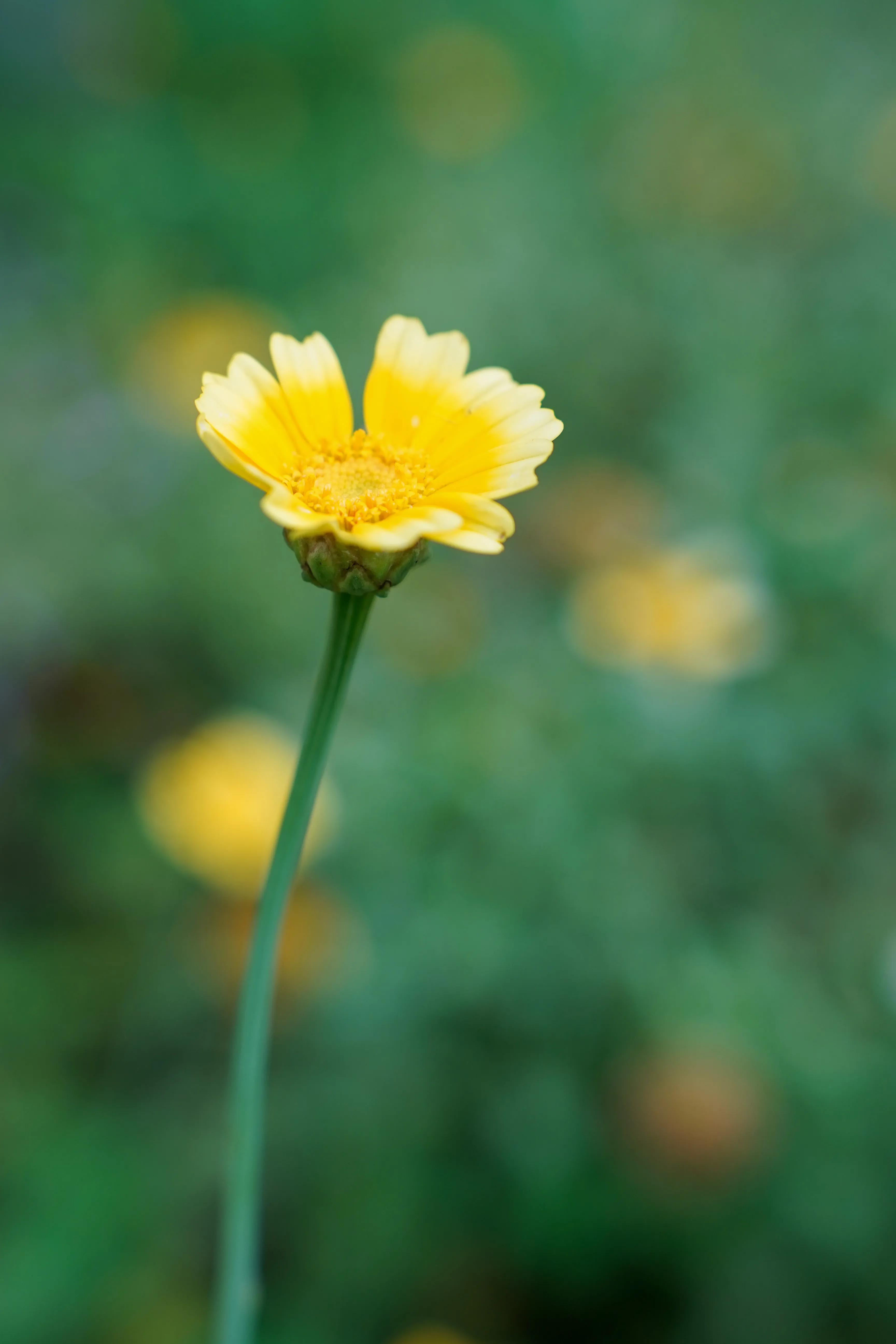 拍完这一波花开，这春天就结束了。