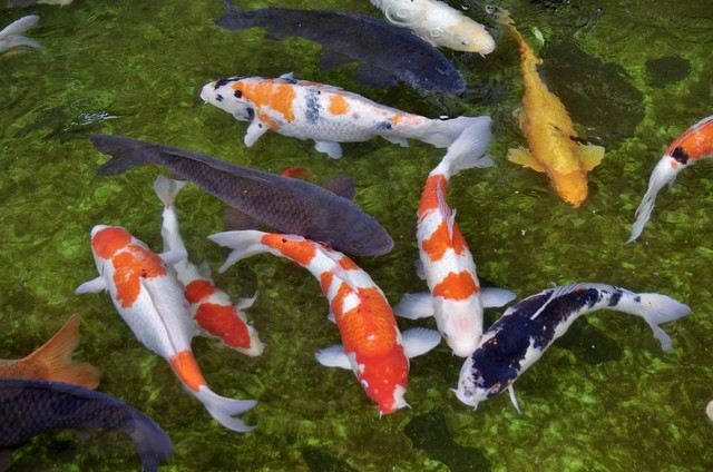 锦鲤鱼池放盐的正确方法,锦鲤鱼缸需要放盐吗