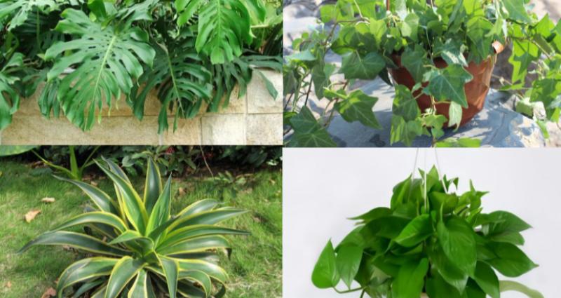 真正有效的除甲醛方法,目前国内最有效的除甲醛方法