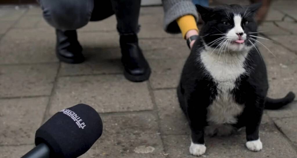 波兰一流浪猫成5星旅游景点,一只流浪的大肥猫