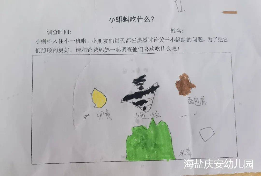 邂逅蝌蚪，感受生命的演变—诺亚舟海盐庆安幼儿园小一班