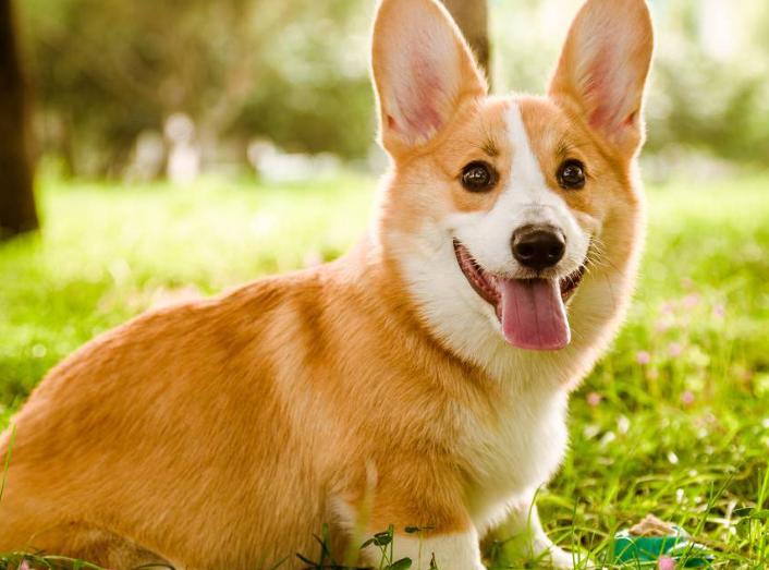 警犬工资一万八真的假的,警犬一月工资