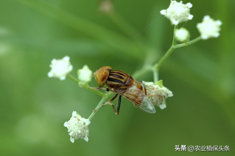 昆虫的习性与行为与害虫防治,害虫防治与昆虫分类